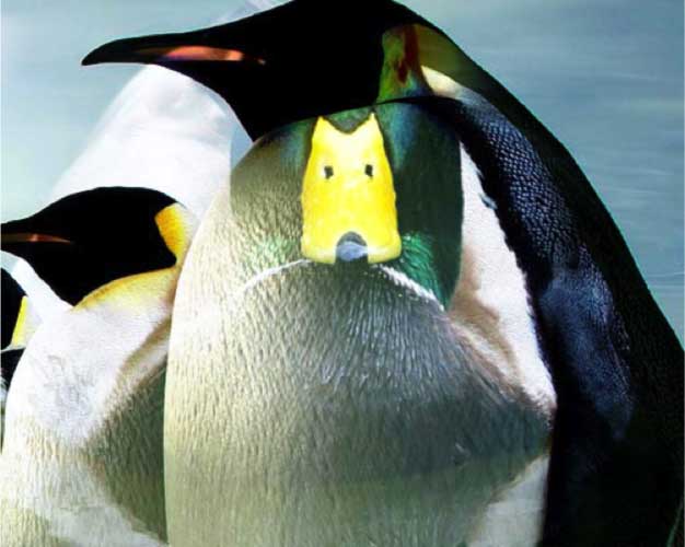 css-mask-pinguin.png